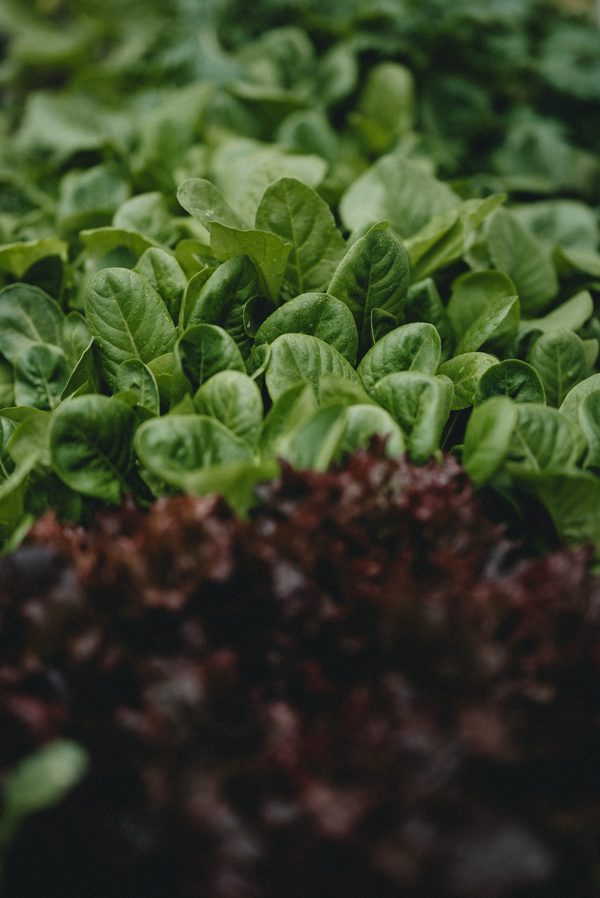 What is Soil Organic Matter?