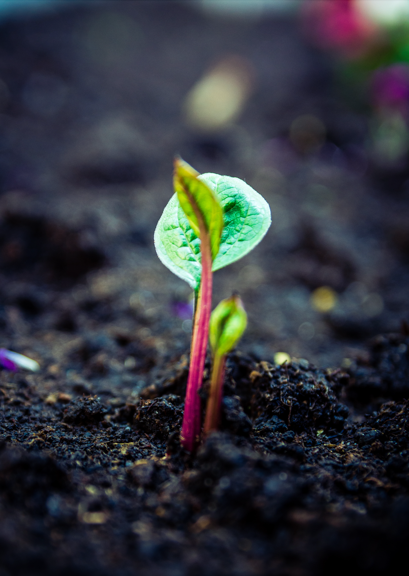Evolving Understandings of Health:  Soil and Psyche, An Introduction