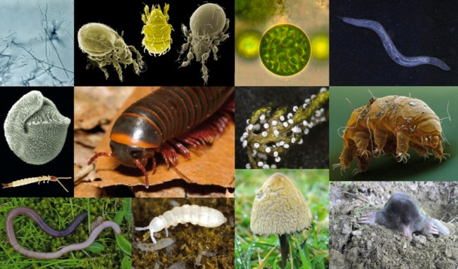 The Soil Community
