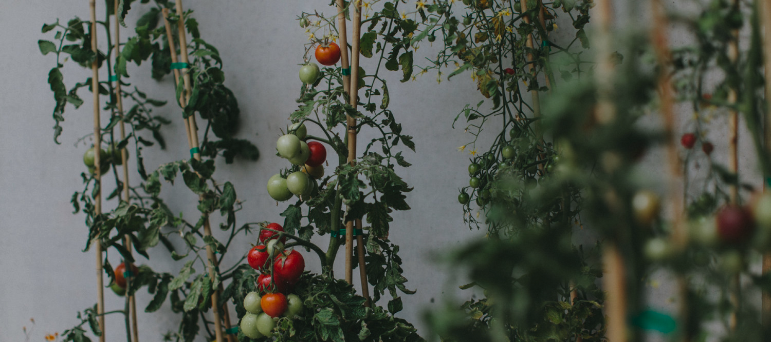 Tomato vines growing at Soil and Soul Farm with green and ripe tomatoes visible on the vine.