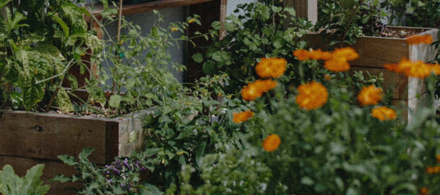 An image of colorful and vibrant flower beds at Soil and Soul Farm.