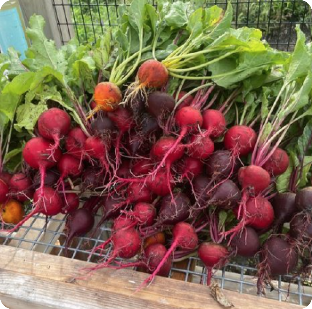 A close-up of freshly harvest radishes from Soil and Soul Farm.