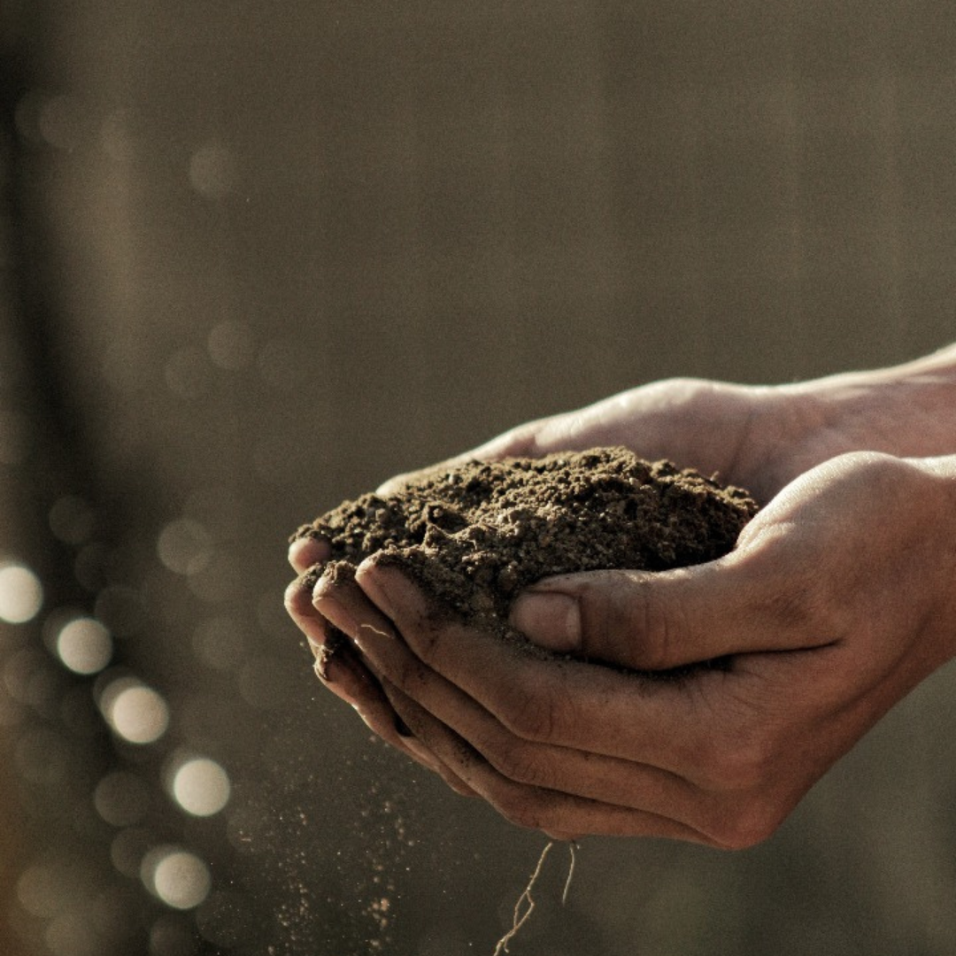 A person holding fresh soil from Soil and Soul Farm's garden, getting ready to plant a tree.