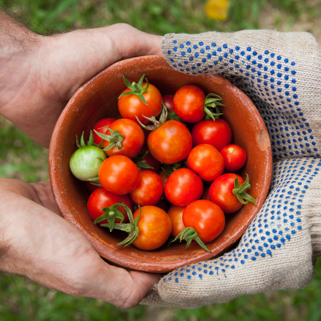 A person holding a basket of colorful heirloom tomatoes