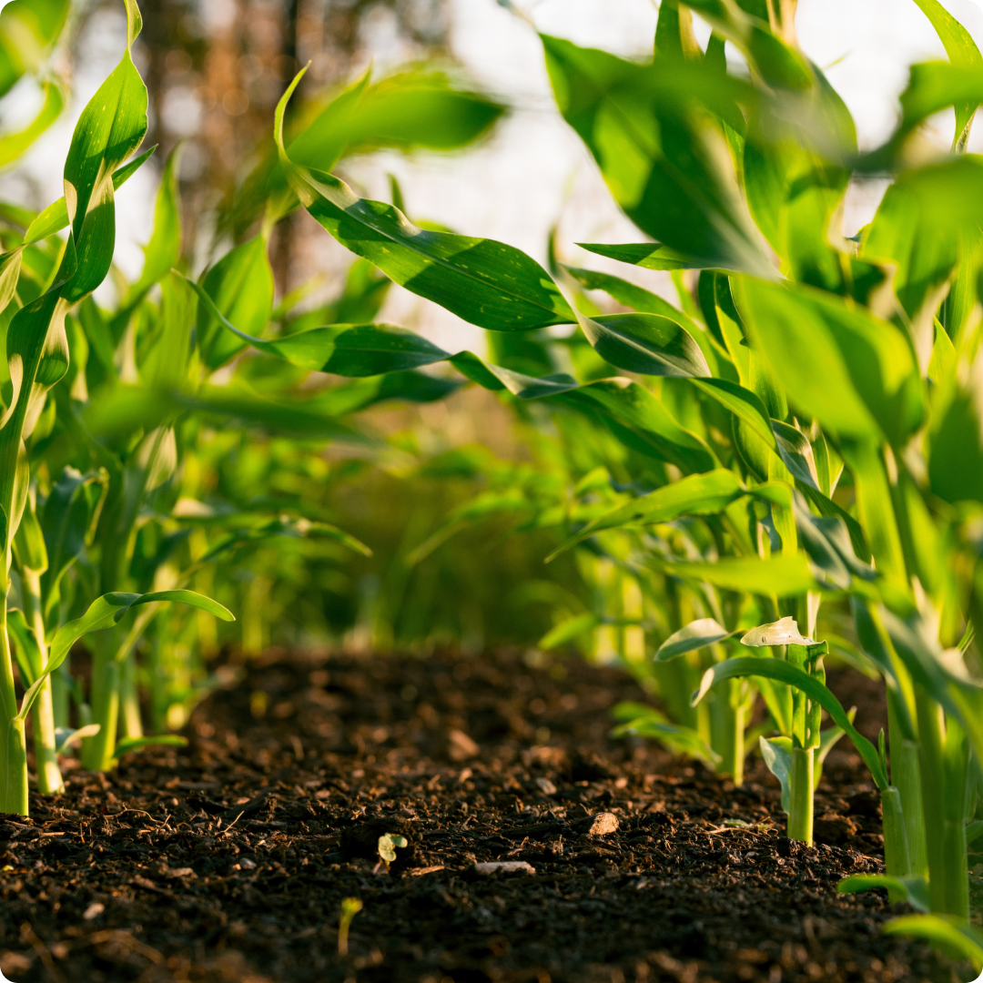 A ground-level view of a row of crops at Soil and Soul Farm, with green leaves visible in the foreground.