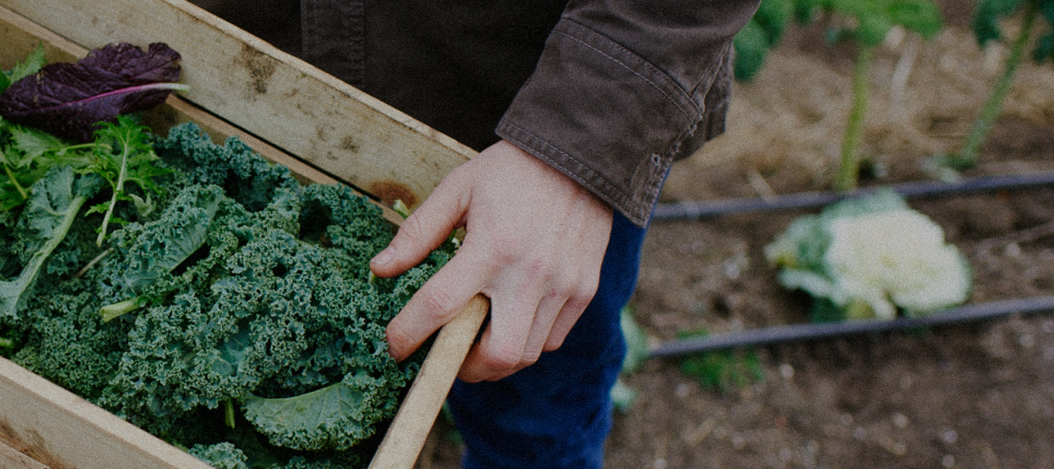 A close-up of someone holding a crate of freshly harvested kale from Soil and Soul Farm's garden.