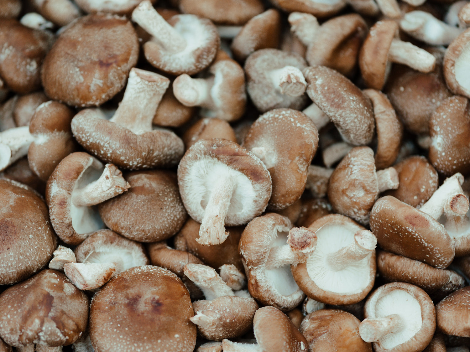 A close-up of a bunch of harvested shiitake mushrooms from Soil and Soul Farm, with brown caps and white stems visible.