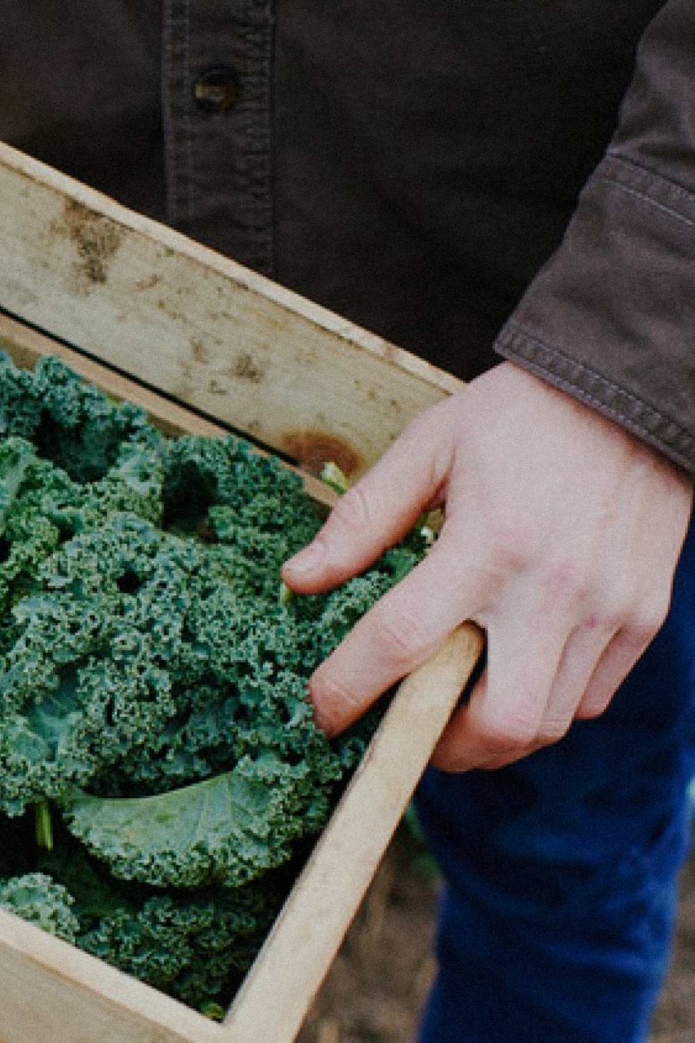 A close-up of someone holding a crate of freshly harvested kale from Soil and Soul Farm's garden.