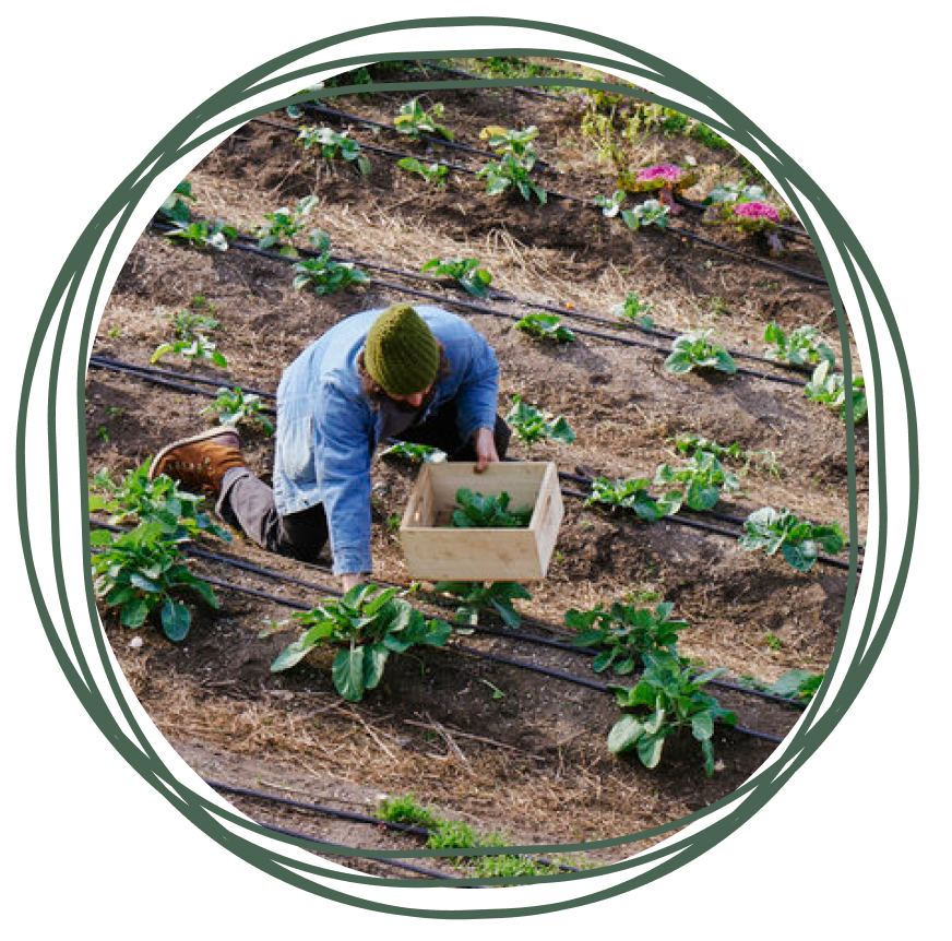 An aerial view of a gardener tending to the garden at Soil and Soul Farm, with rows of crops visible in the background.