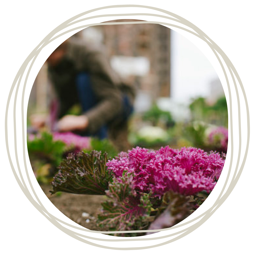 Pink and green produce from Soil and Soul Farm's garden, with a blurred image of a gardener in the background.