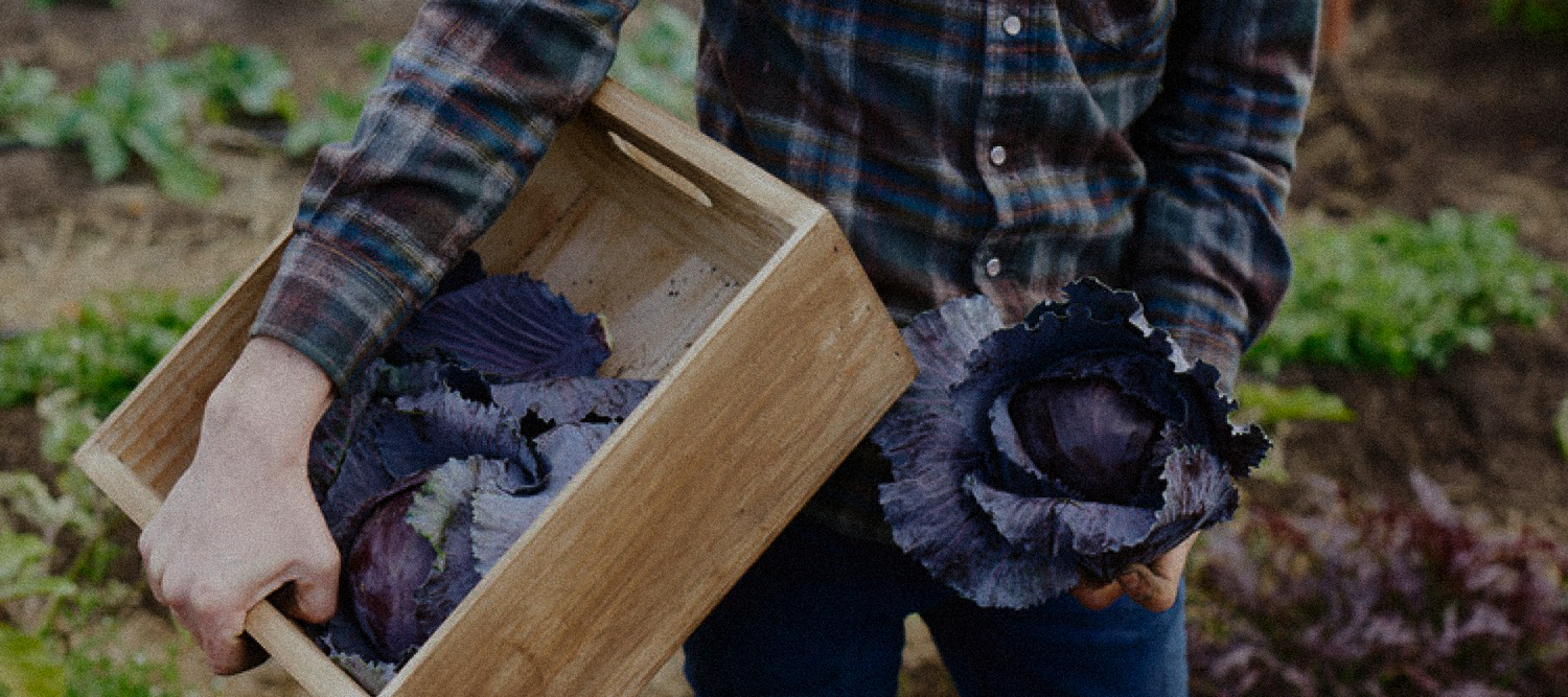 A person holding a box of freshly picked purple lettuce, walking through Soil and Soul Farm's garden with other crops visible in the background.