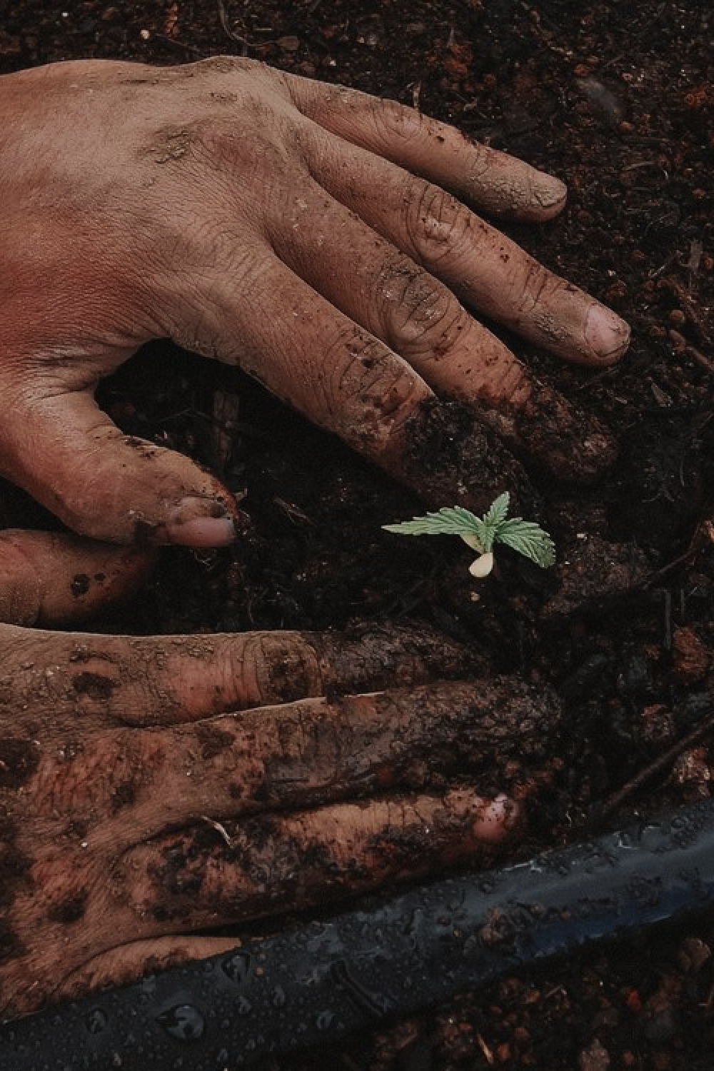 A close-up of someone planting a tree sapling at Soil and Soul Farm's farm. 