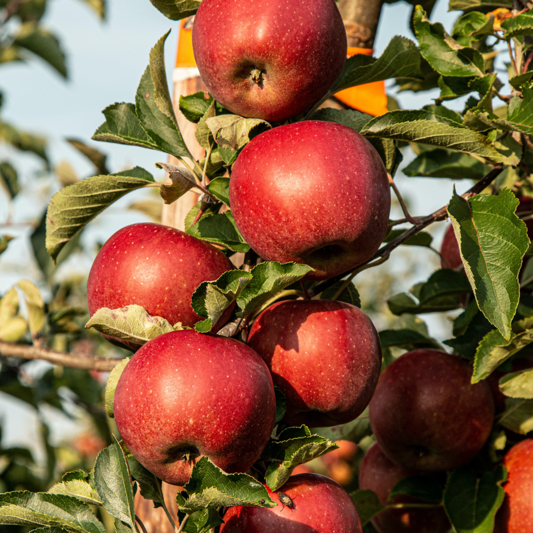 A close-up of ripe apples growing on an apple tree at Soil and Soul Farm, with green leaves and branches visible in the background